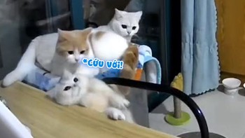 2 chú mèo bối rối khi thấy đồng loại ngã xuống bàn