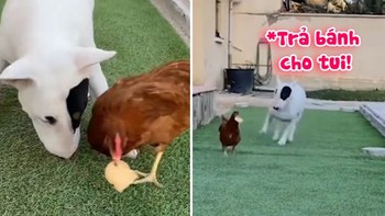 Chú chó nổi quạu khi bị gà cướp mất đồ ăn