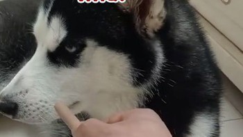 Husky giận dỗi khi bị sen lấy xúc xích ra làm trò cười