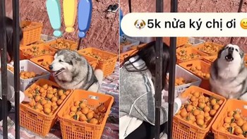 Chú chó ngồi trông hàng bán cam giúp chủ