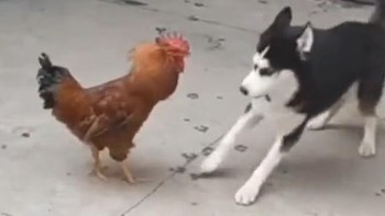 Husky nổi quạu vì gà trống quậy phá không cho ngủ