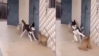 3 chú chó con ngơ ngác khi bị husky bắt nạt