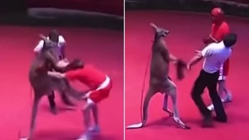 Võ sĩ liên tục bị kangaroo hạ knock out