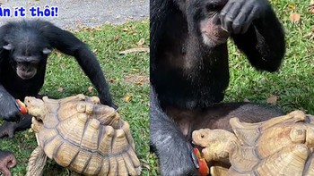 Chú khỉ đút táo cho rùa ăn