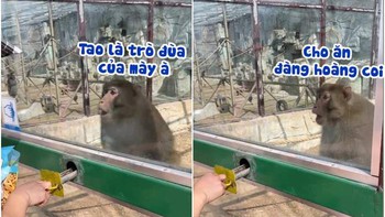 Chú khỉ nổi quạu khi bị du khách đùa nhây