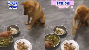 Chú chó cầm tô xin cơm thịt mới chịu ăn