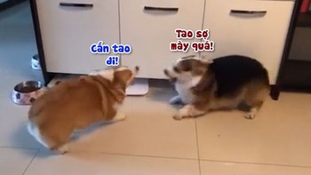 Những pha cắn lộn không bao giờ trúng của 2 chú chó Corgi