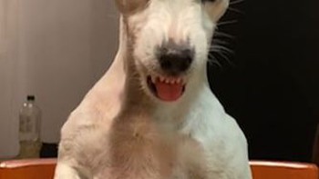 Chú chó nổi cáu gầm gừ vì bị sen lừa