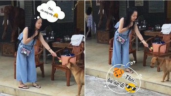 Chú chó chê cây xúc xích vì cô gái lỡ cắn 1 miếng