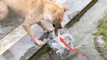 Chú chó bắt cá chuyên nghiệp