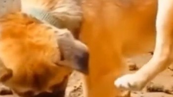 Chú chó vừa ăn vừa sân si với chính mình