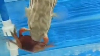 Cá hú hồn khi đòi ăn cua