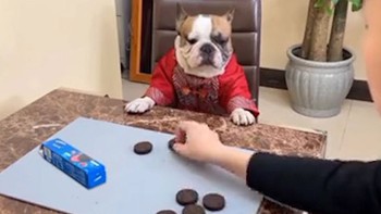 Chú chó nổi quạu với cách chia bánh của sen