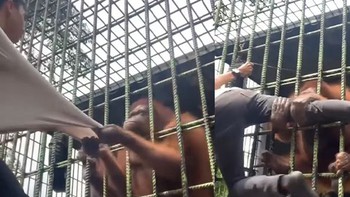 Chàng trai nhận được bài học nhớ đời khi trêu ngươi đười ươi