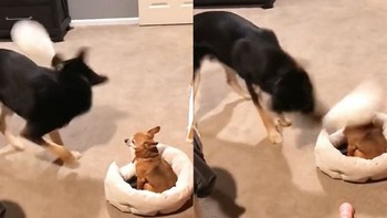 Chú chó sang chấn tâm lý khi bị đồng bọn cầm gối gõ đầu