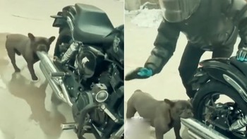 Pitbull thích ngậm ống pô môtô