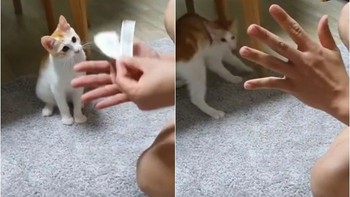 Chú mèo hú hồn với màn ảo thuật hô biến mảnh giấy của sen