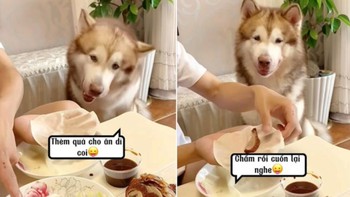 Husky đòi sen quấn thịt, không chịu ăn rau