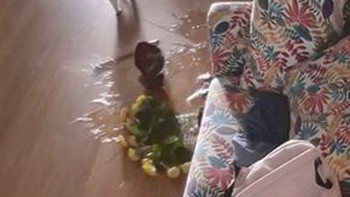 Cô chủ hú hồn khi mèo ngửi hoa làm vỡ bình