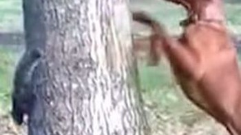 'Đố anh bắt được em' phiên bản chó và sóc