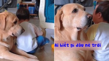 Chú chó bối rối khi cậu chủ ăn vạ