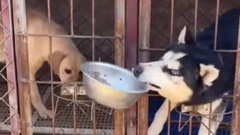 Husky hổ báo cướp đồ ăn của đồng bọn