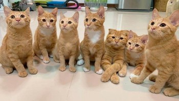 Ảnh vui 14/7: Chủ quán 'chịu chơi' nghỉ bán để về quê bắt vịt