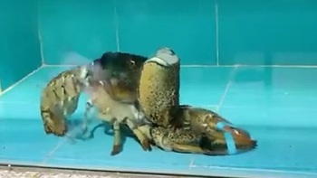 Cận cảnh quá trình lột xác của tôm hùm