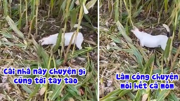 Chú chó đáng đồng tiền bát gạo, biết phụ giúp chủ làm việc