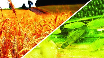 Côn trùng và "tam tai" của cỏ cây