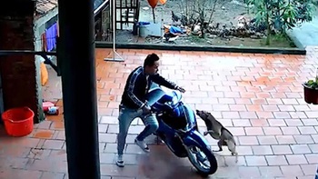 Chàng trai hú hồn với 'chó nhà anh ngoan lắm, không cắn đâu'