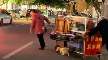 Chó cưng nai lưng phụ chủ kéo xe hàng