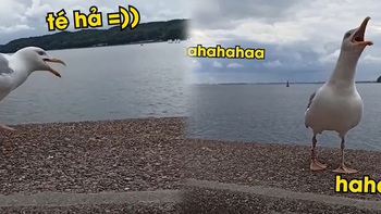 Chú chim cười đắc chí khi thấy bạn té