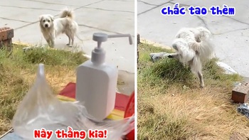 Chú chó thể hiện thái độ khinh bỉ, không nhận đồ bố thí
