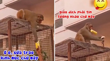 Màn giao dịch đầy uy tín của con cháu Tôn Ngộ Không