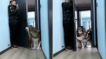 Husky chơi trốn tìm cố tình không thấy để sen vui
