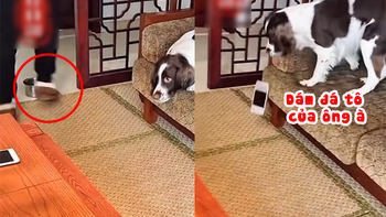 Chú chó trả đũa khi bị ông chủ đá tô ăn cơm