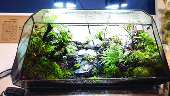 Đem thiên nhiên vào hộp Terrarium