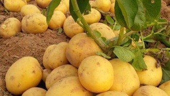 Những loại rau chứa tinh bột có lợi cho sức khỏe