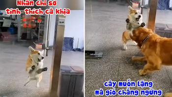 Chó Corgi đi vòng ra ngoài cửa rồi mới dám hổ báo với Golden