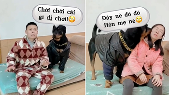 Phản ứng hài hước của chú chó khi bị chủ troll