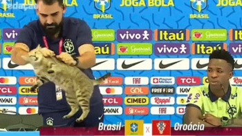 Ảnh vui 10-12: Chú mèo tiên tri 'dự đoán' trúng phóc vận mệnh tuyển Brazil