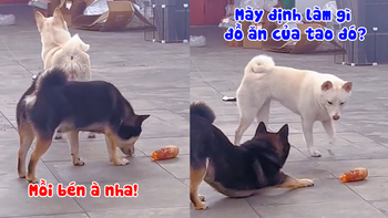 Chú cún lươn lẹo khi thấy mồi của đồng bọn quá ngon