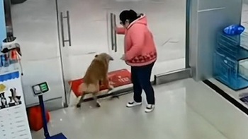 Chú chó sang chấn tâm lý khi tông vào cửa kính cường lực