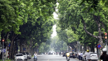 Nếu quả sấu biết kể chuyện đời mình...