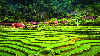 Lên Hoài Khao, ngắm hoa văn sáp ong mê hoặc