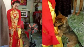 Những lần cún cưng làm 'tiểu tam' trong đám cưới gia chủ