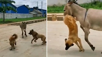 Chó hổ báo bị lừa dạy bài học nhớ đời