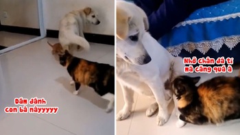 Chú chó giận dỗi vì bị mèo đánh sấp mặt