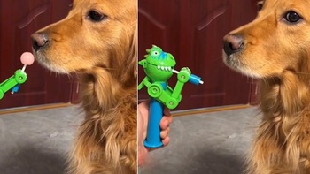 Chú chó hờn dỗi vì sen đùa nhây
